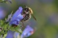 14.4.2013 - Wildbienen am Blütenhang